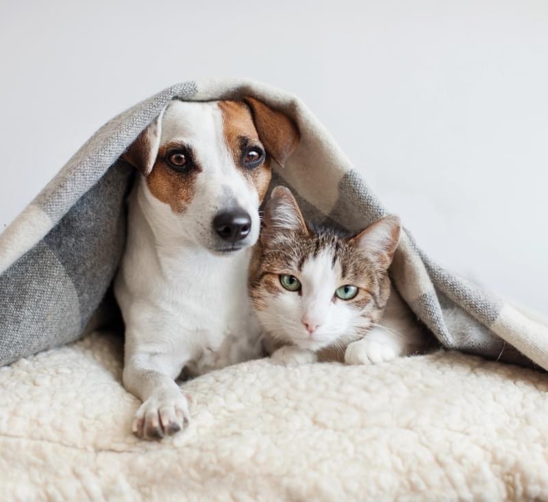 Dog and cat cuddling under a blanket