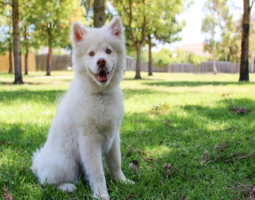 dog in yard