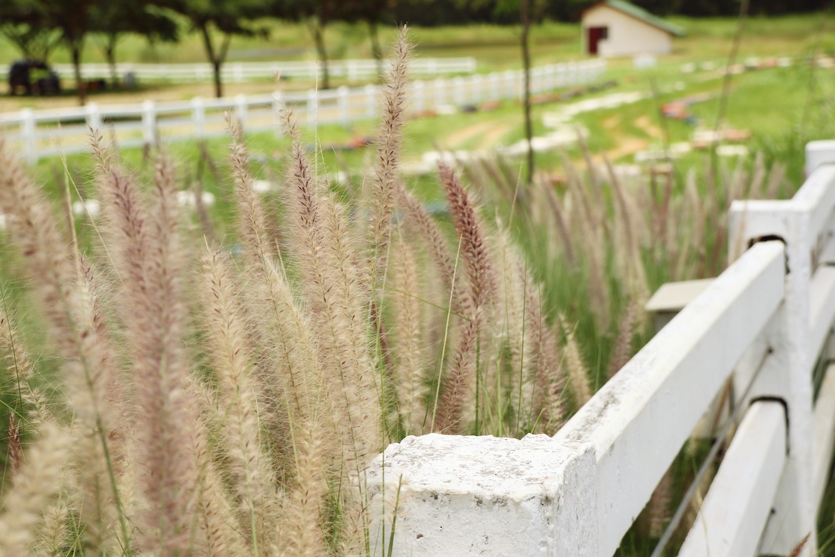 horses within white picket fence