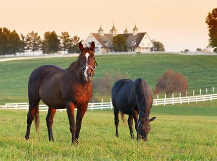 Horses browsing in rolling green fields