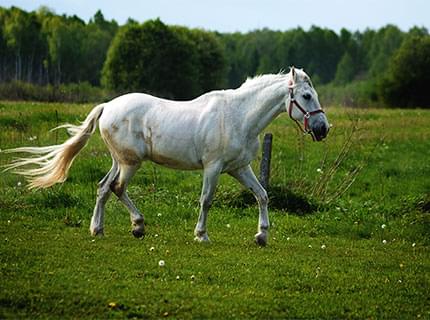 Horses looking over a white fence